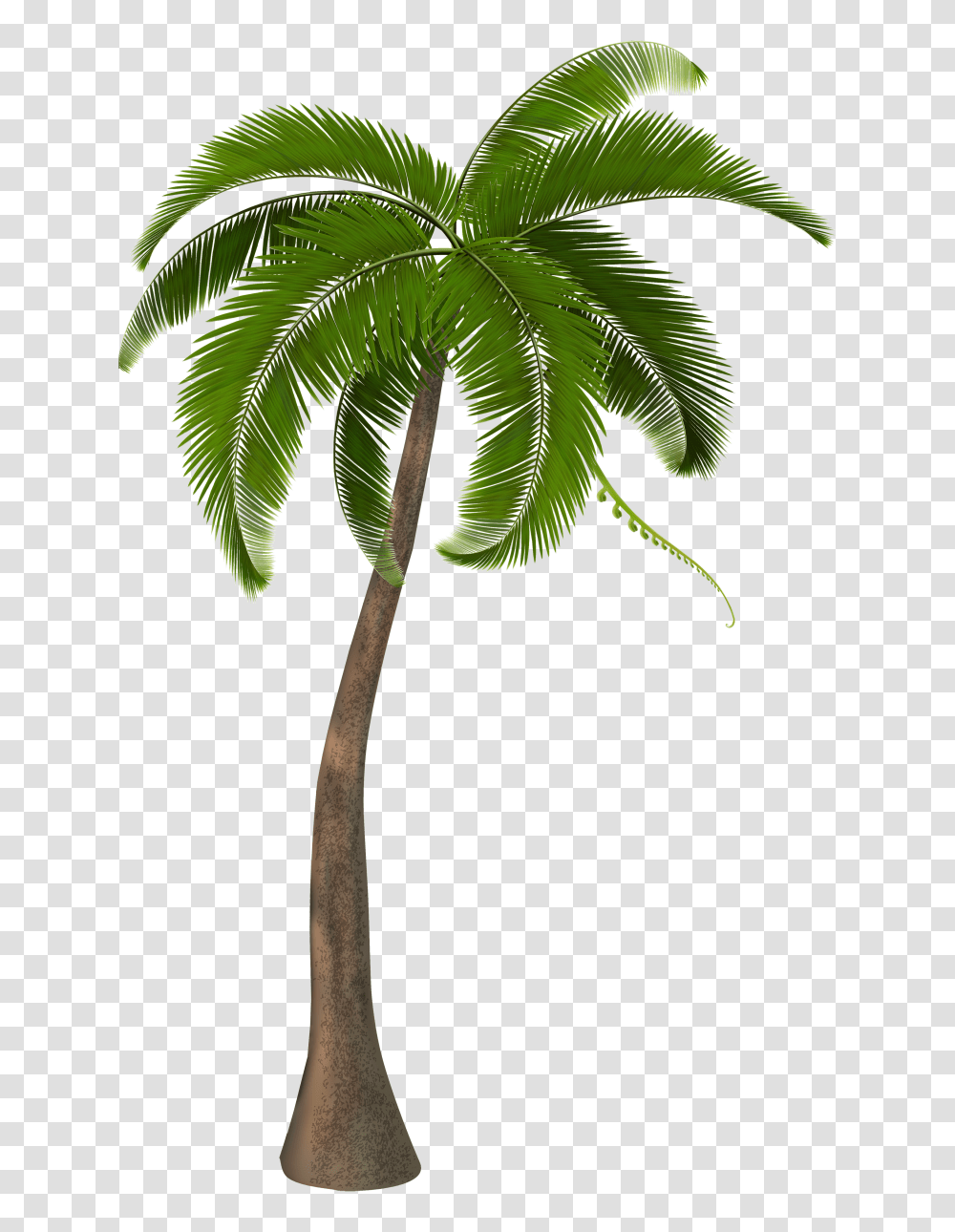 Palm Trees Clip Art Units Clipart The Gospel Project, Plant, Arecaceae, Leaf, Green Transparent Png