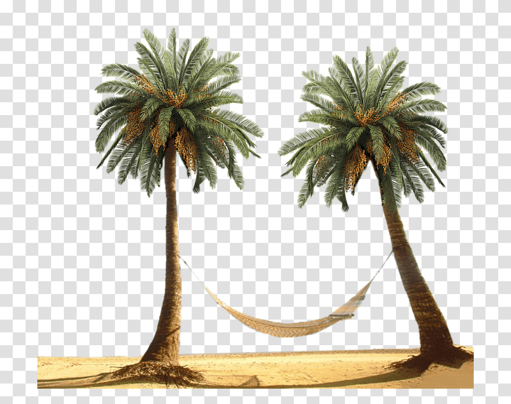 Palm Trees Clipart Free Palm Tree Beach, Plant, Arecaceae, Annonaceae, Tree Trunk Transparent Png