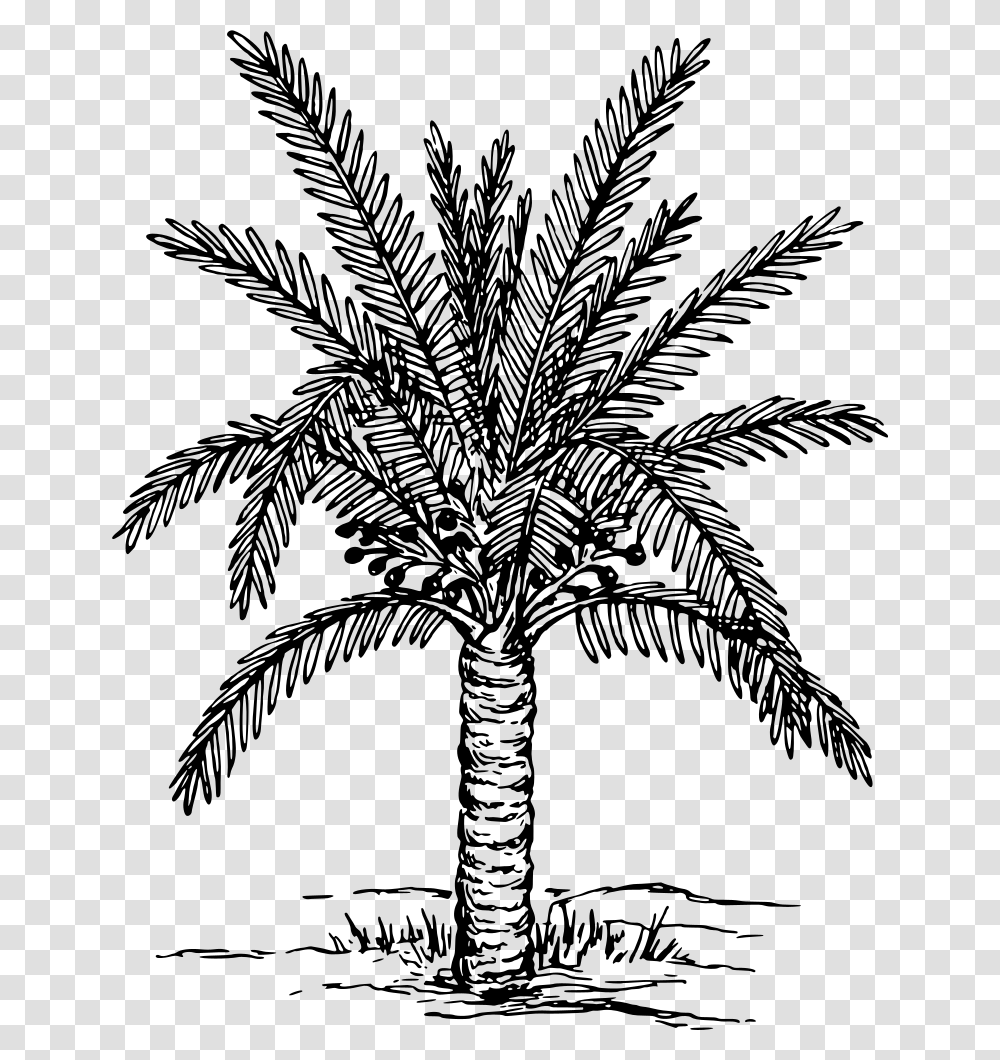Palm Trees Coloring Book Drawing Painting Plants Date Tree Clipart Black And White, Gray, World Of Warcraft Transparent Png