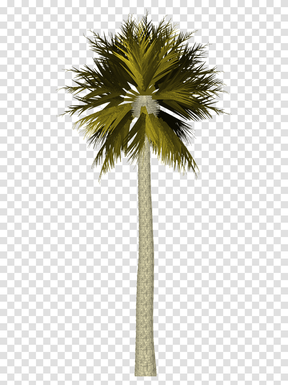 Palm Trees Filter Photoshop, Plant, Arecaceae, Flower, Blossom Transparent Png