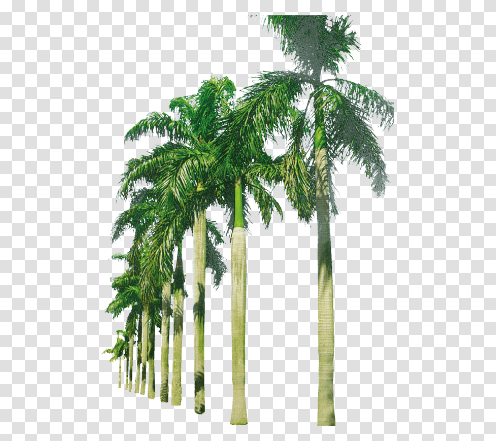 Palm Trees In A Row Image Beach Palm Trees, Plant, Arecaceae, Bird, Animal Transparent Png