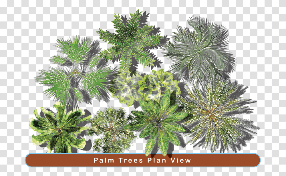 Palm Trees In Plan View, Plant, Vegetation, Moss, Conifer Transparent Png