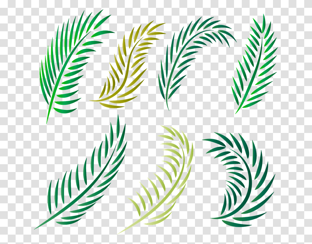 Palm Trees, Leaf, Plant, Fern, Green Transparent Png