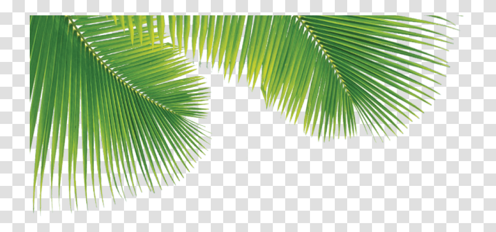 Palm Trees Leaves Full Size Download Seekpng Palm Tree Leaves, Plant, Leaf, Fern, Conifer Transparent Png