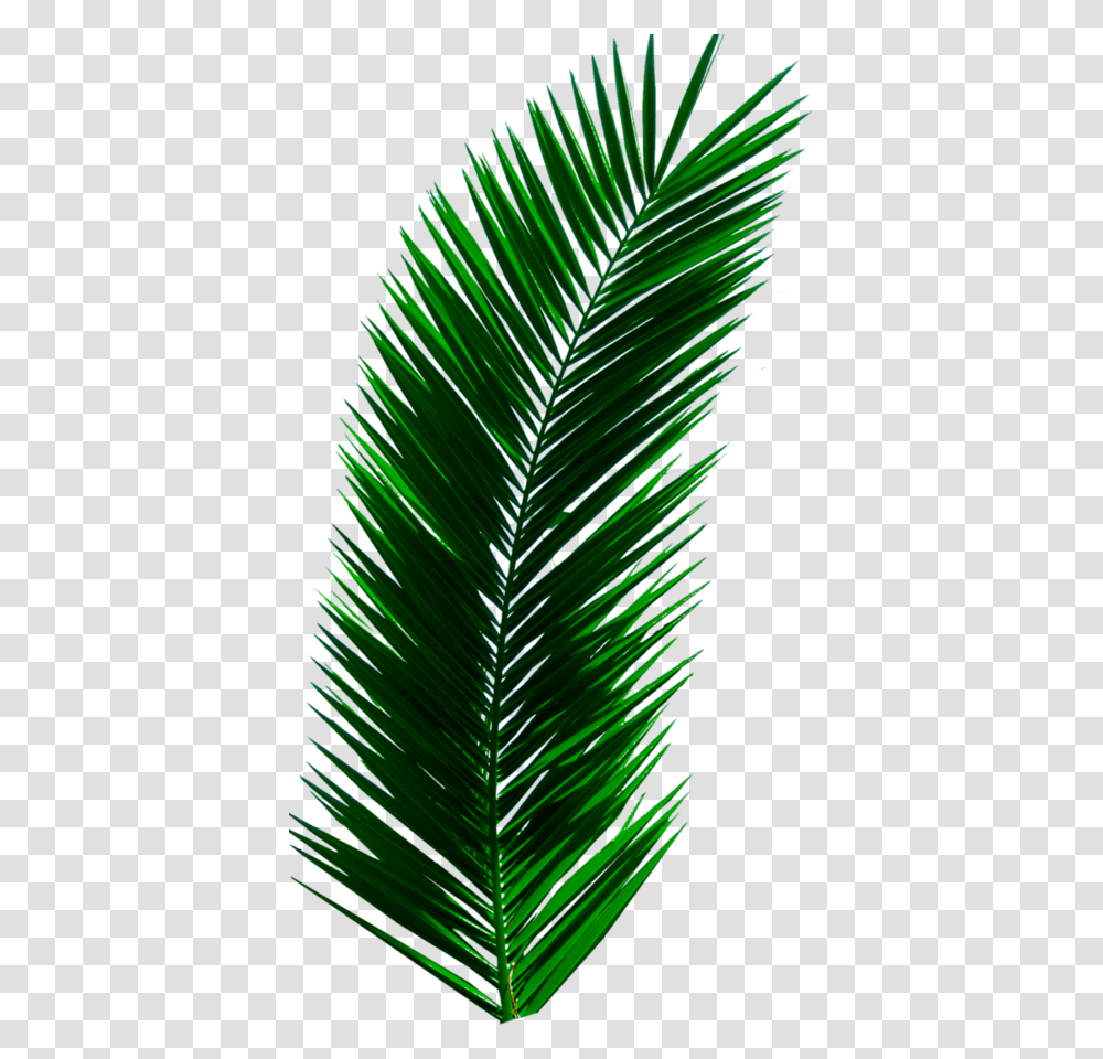 Palm Trees Leaves Palm Tree Leaf, Green, Plant, Fir, Abies Transparent Png