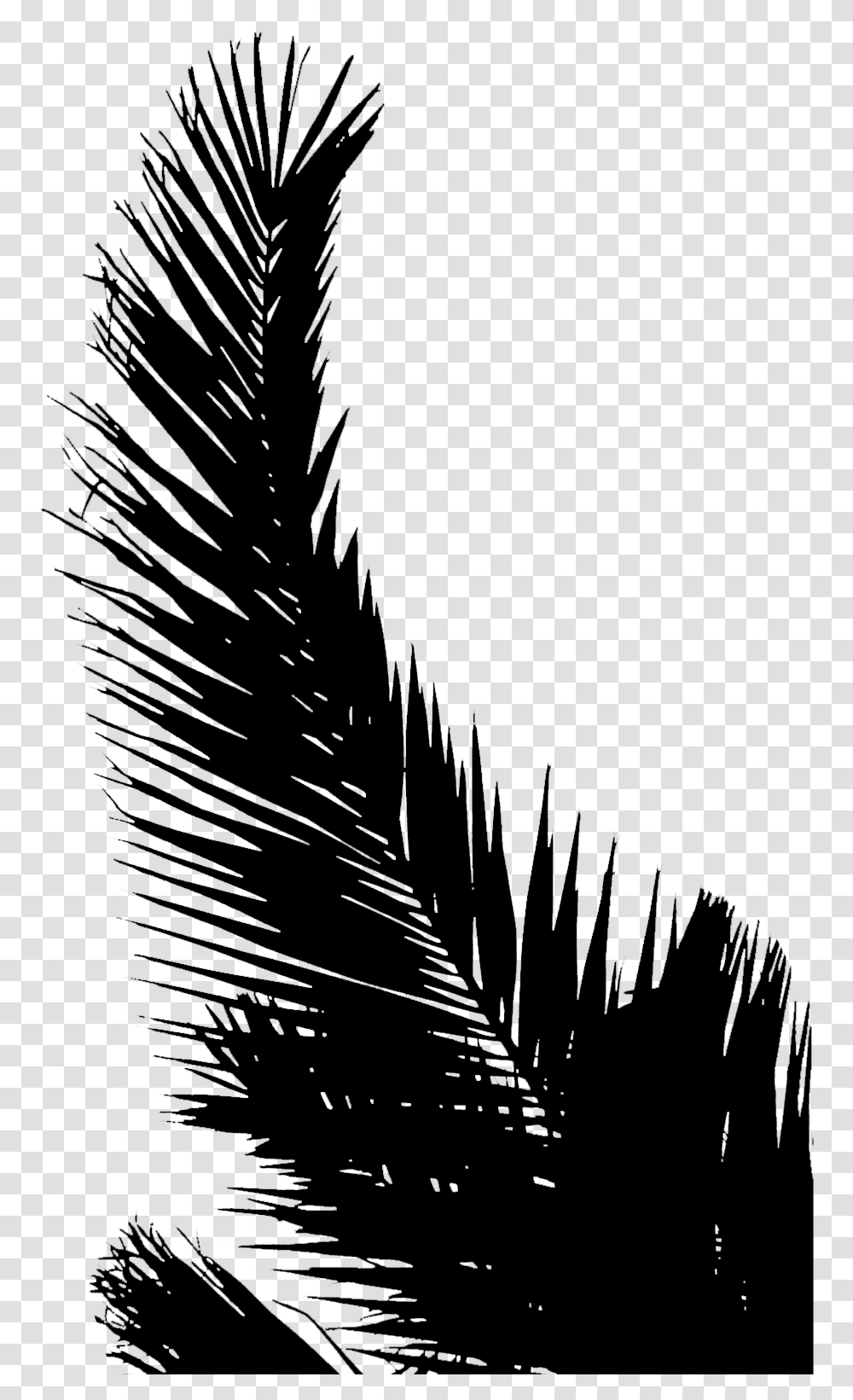 Palm Trees Line Silhouette Leaf Sky Palm Tree Leaves Silhouette, Gray, World Of Warcraft Transparent Png