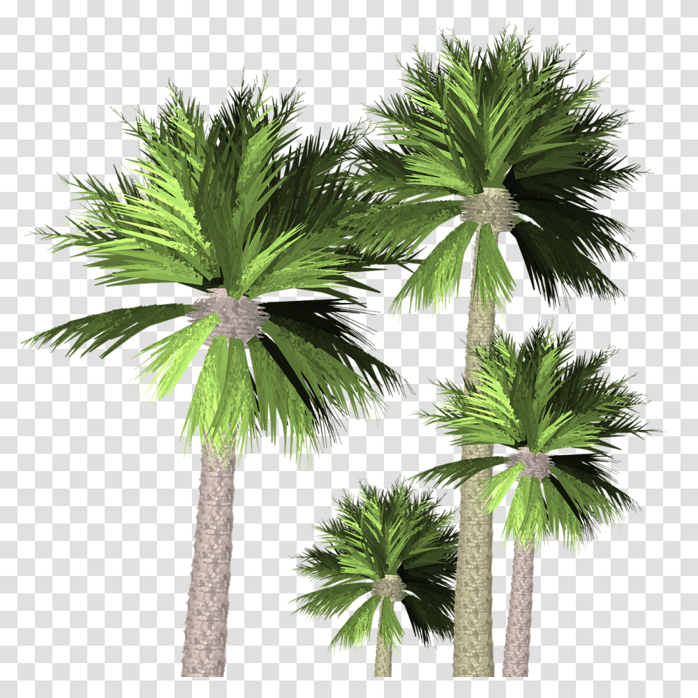 Palm Trees Nature Palm Trees, Plant, Arecaceae, Green Transparent Png