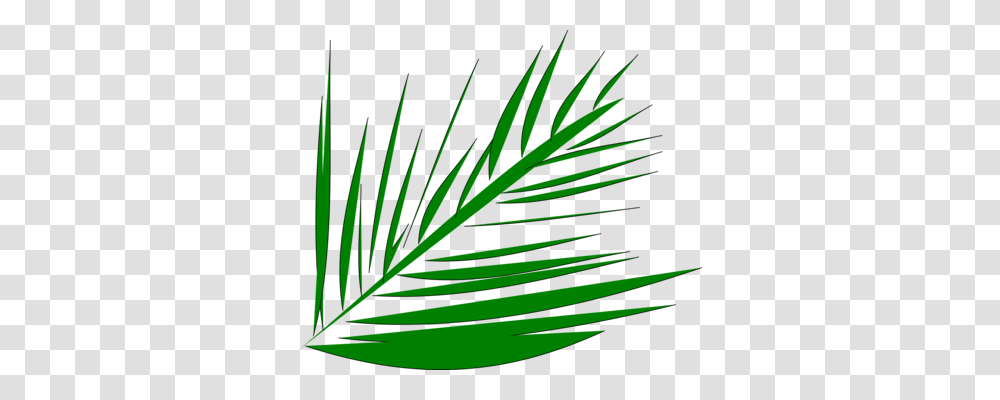 Palm Trees Palm Branch Palm Leaf Manuscript Frond, Plant, Green, Fern, Grass Transparent Png