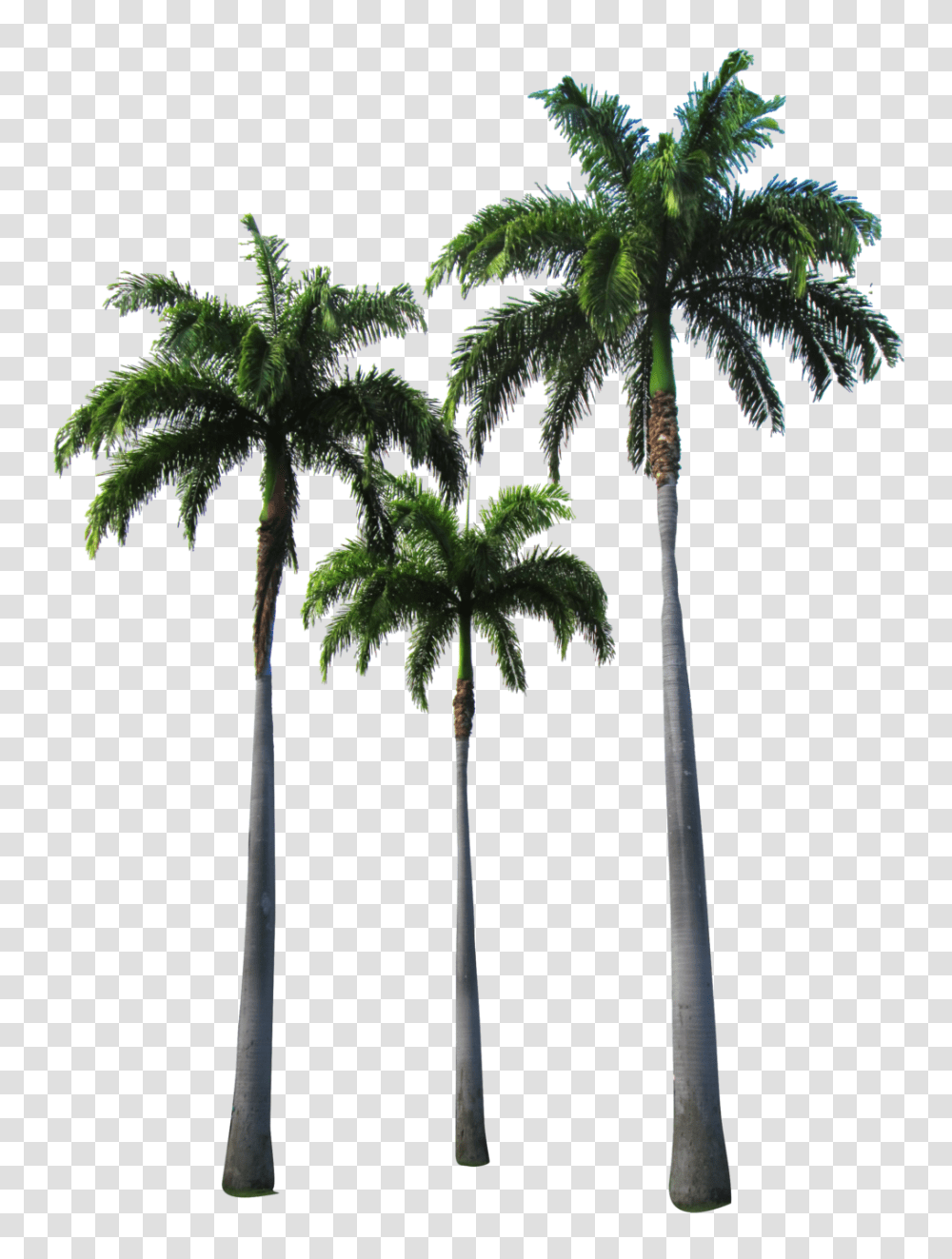 Palm Trees Palm Tree, Plant, Arecaceae Transparent Png