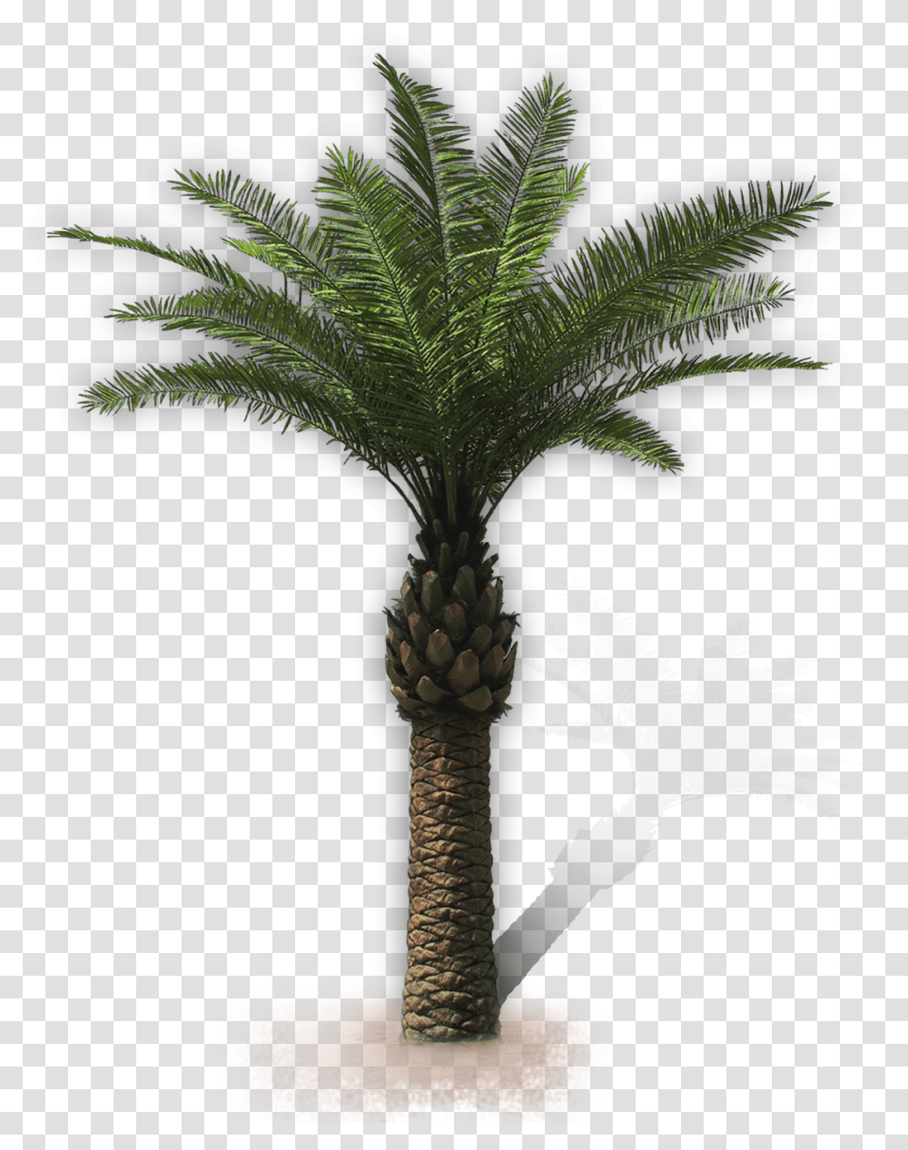 Palm Trees, Plant, Arecaceae, Cross Transparent Png