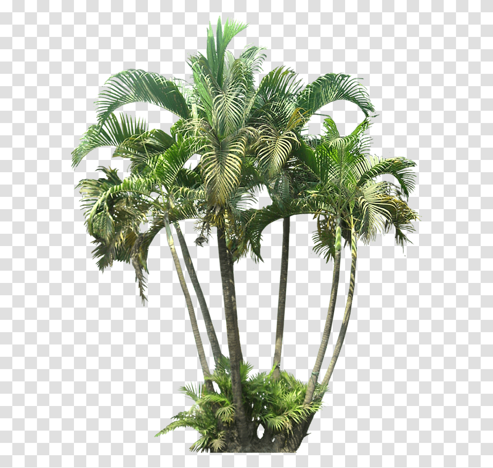Palm Trees, Plant, Arecaceae, Leaf Transparent Png