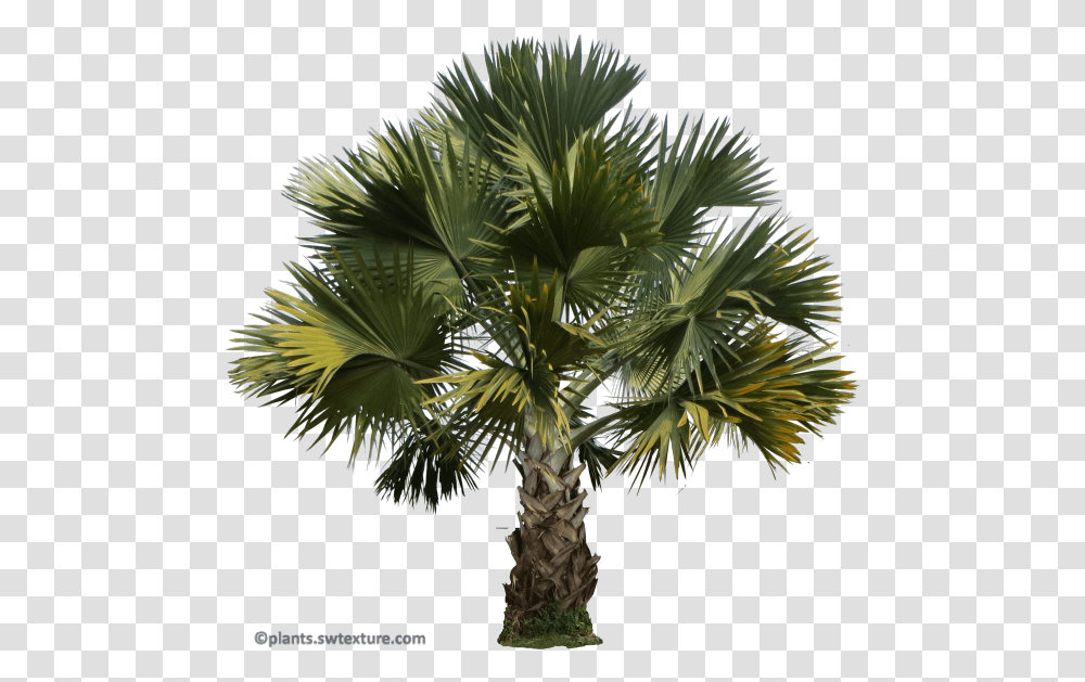 Palm Trees, Plant, Arecaceae, Vegetation Transparent Png