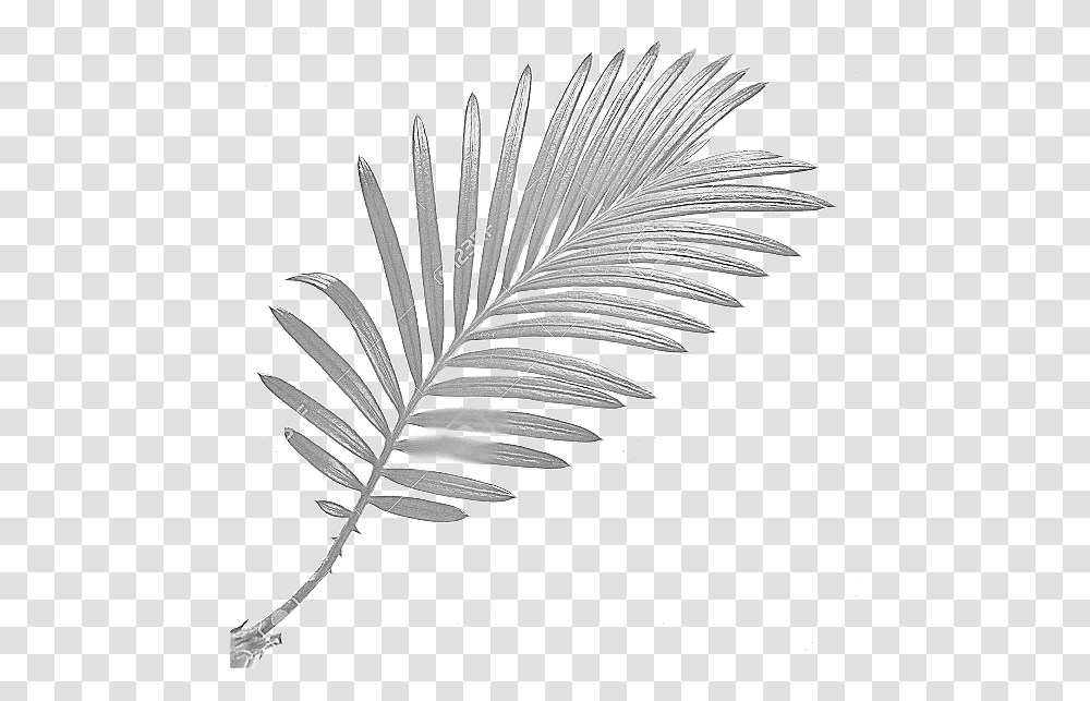 Palm Trees, Plant, Flower, Blossom, Astragalus Transparent Png