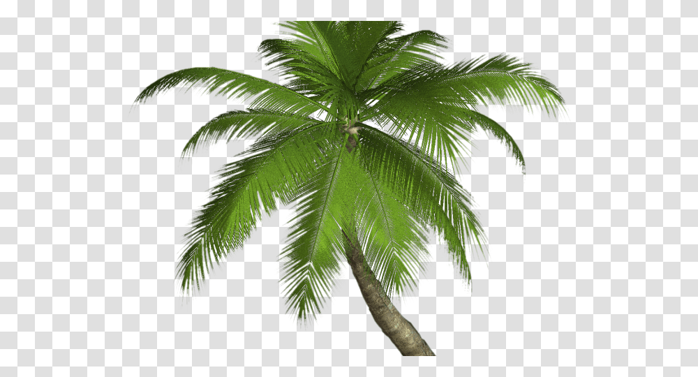 Palm Trees, Plant, Leaf, Arecaceae, Bird Transparent Png