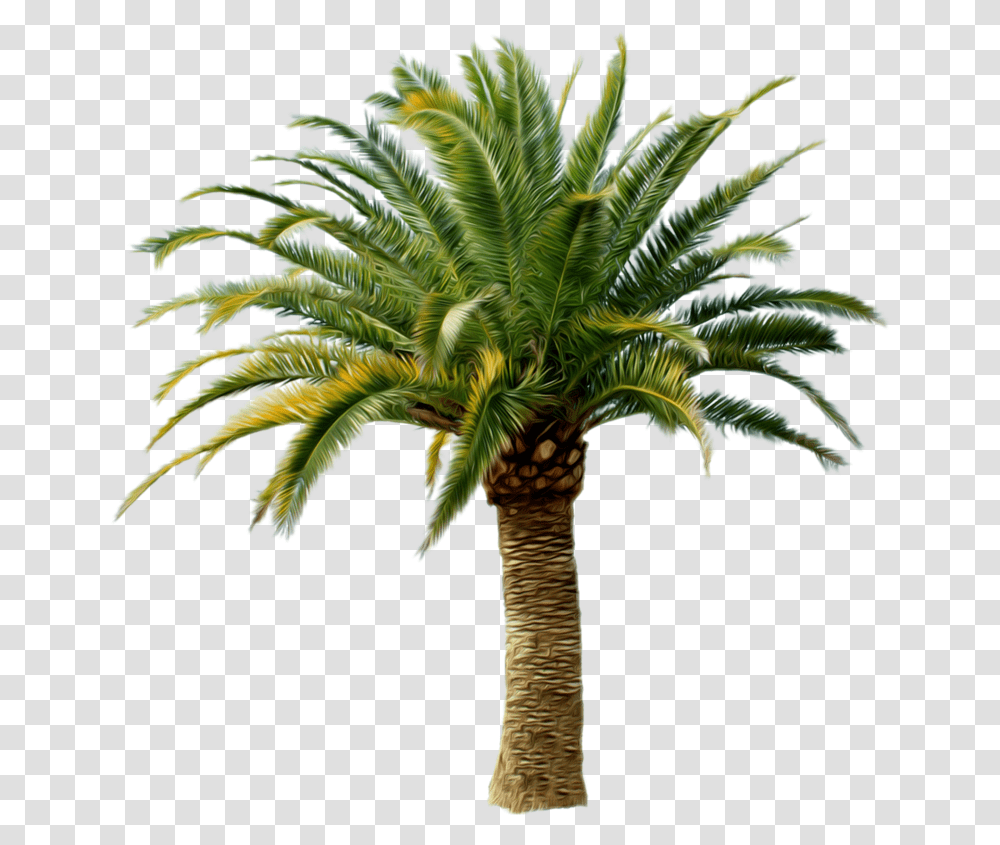 Palm Trees Transparency Clip Art Portable Network Graphics Date Palm Tree, Plant, Arecaceae, Annonaceae Transparent Png