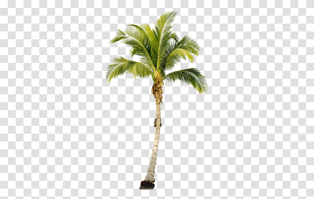 Palm Trees Tree Psd Painting Tropical Palm Tree, Plant, Arecaceae, Cross, Symbol Transparent Png