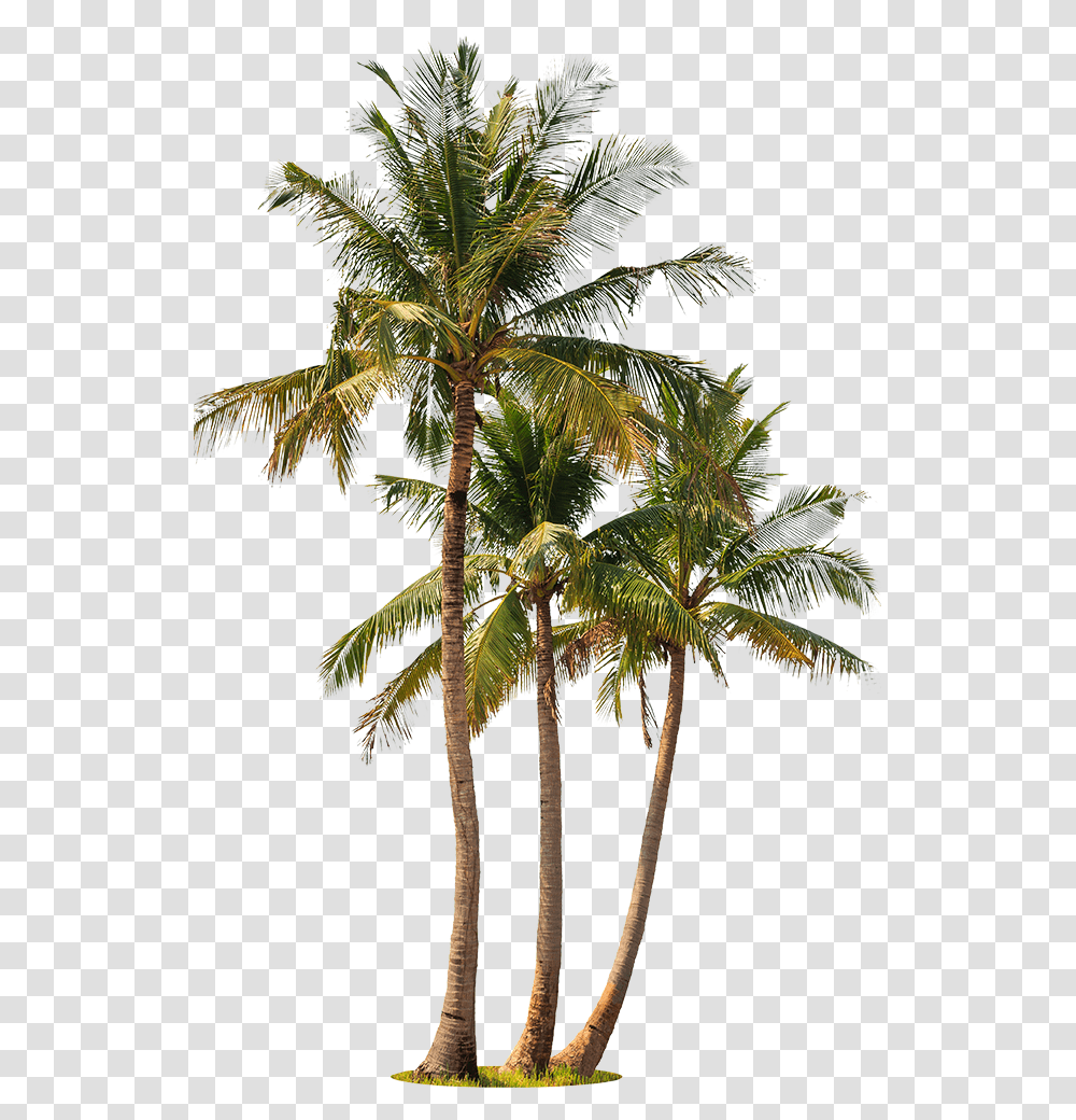 Palm Trees White Background Palm Trees White Background, Plant, Arecaceae, Vegetable, Food Transparent Png