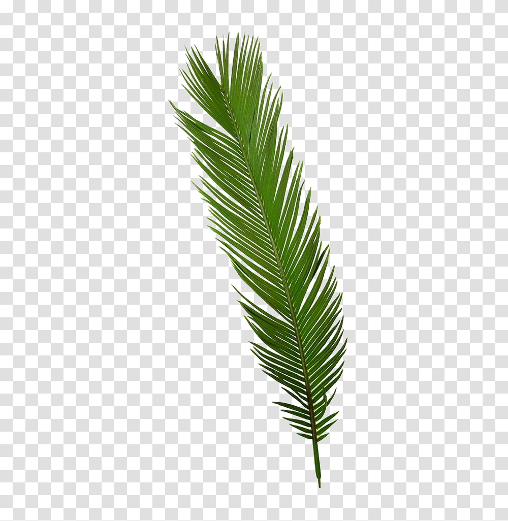 Palm Tropical Palmtree Palmleaf Sticker By Palm Tree Picsart, Plant, Grass, Pineapple, Fruit Transparent Png