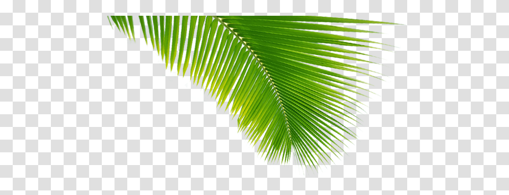 Palma 2 Image Palma, Leaf, Plant, Green, Vegetation Transparent Png