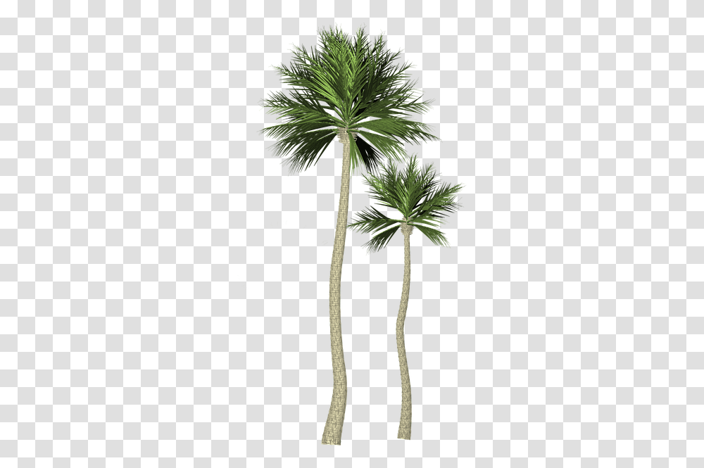 Palma 3 Image Palma, Palm Tree, Plant, Arecaceae Transparent Png