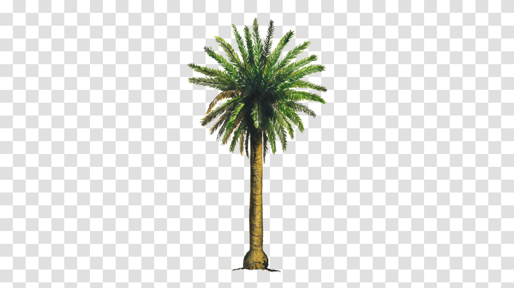 Palma Datilera, Palm Tree, Plant, Arecaceae, Leaf Transparent Png