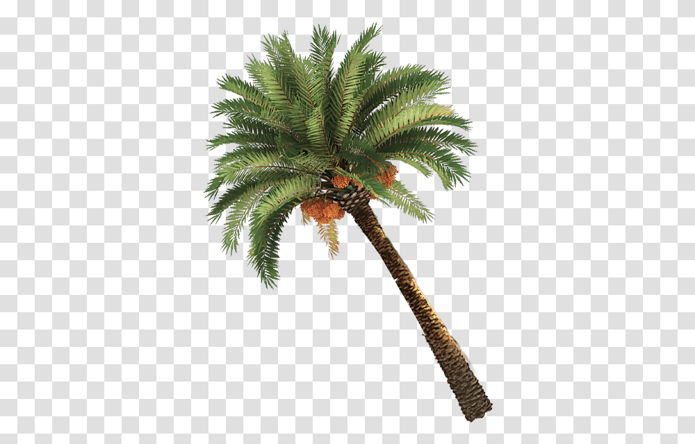 Palma, Tree, Plant, Palm Tree, Arecaceae Transparent Png