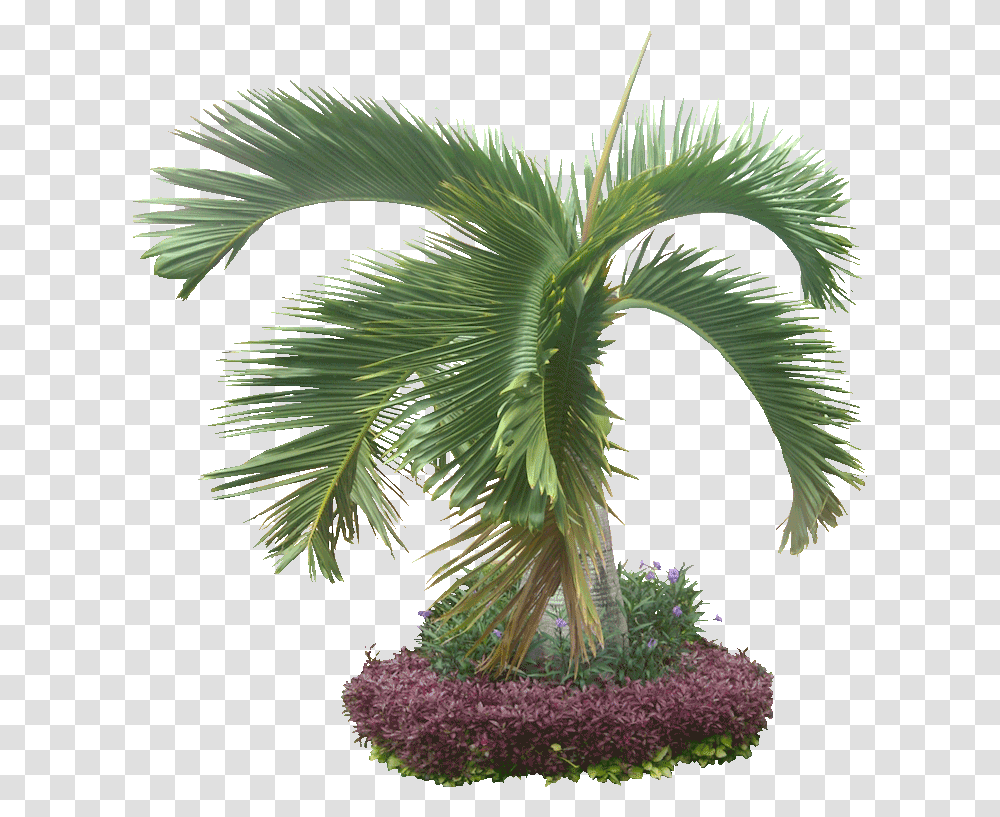 Palma, Tree, Plant, Palm Tree, Arecaceae Transparent Png