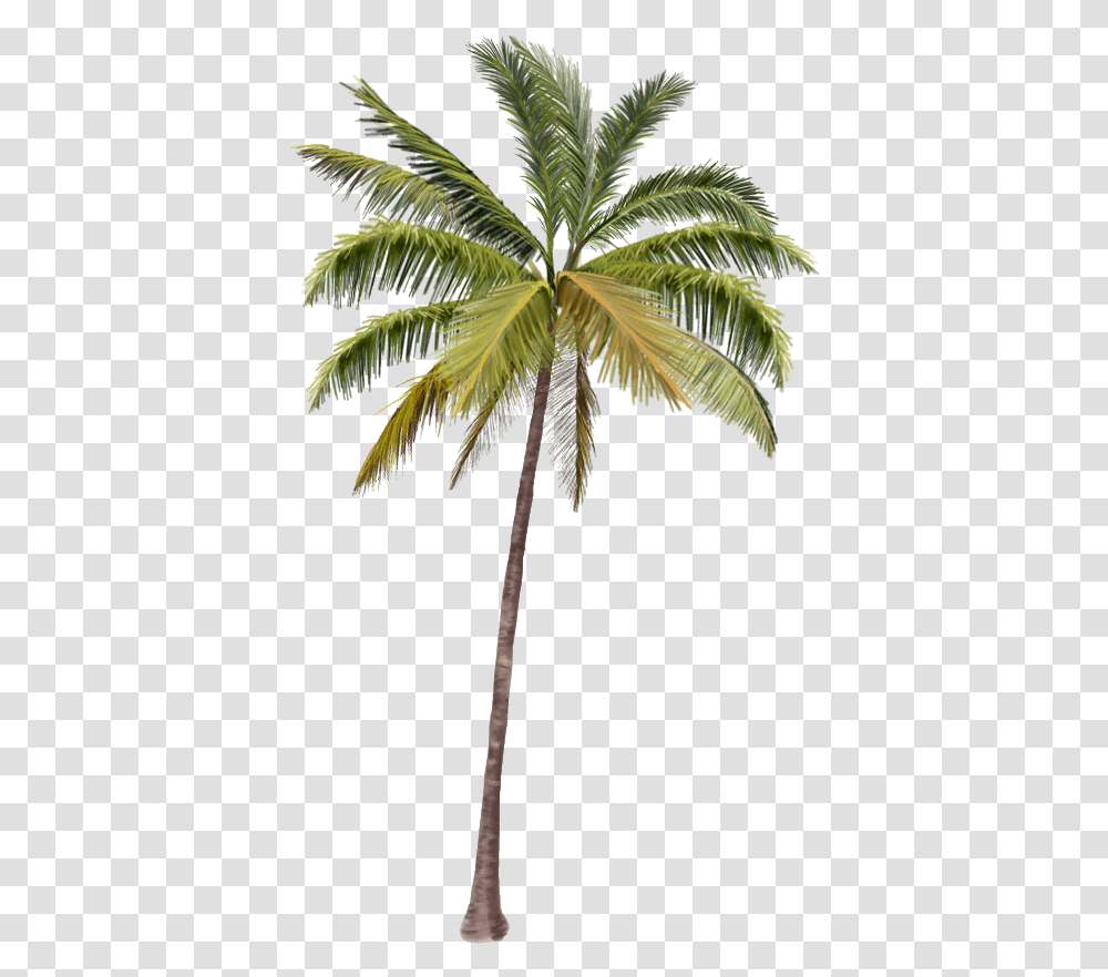 Palma, Tree, Plant, Palm Tree, Leaf Transparent Png