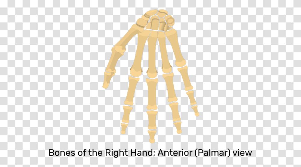 Palmar View Of Hand And Wrist Bones Hand And Wrist Bones Unlabeled, Skeleton, Chess, Game Transparent Png