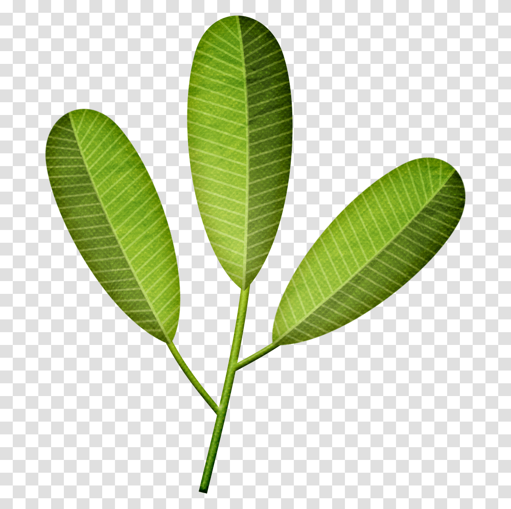 Palmera De Hojas Artificiales Frangipani Leaf, Plant, Green, Tennis Ball, Sport Transparent Png