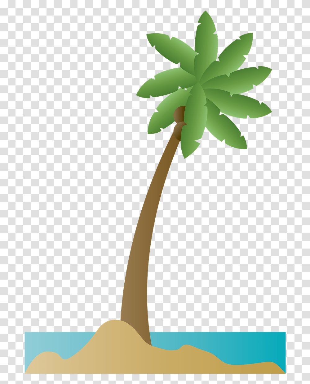 Palmera De Mar, Plant, Palm Tree, Arecaceae, Leaf Transparent Png