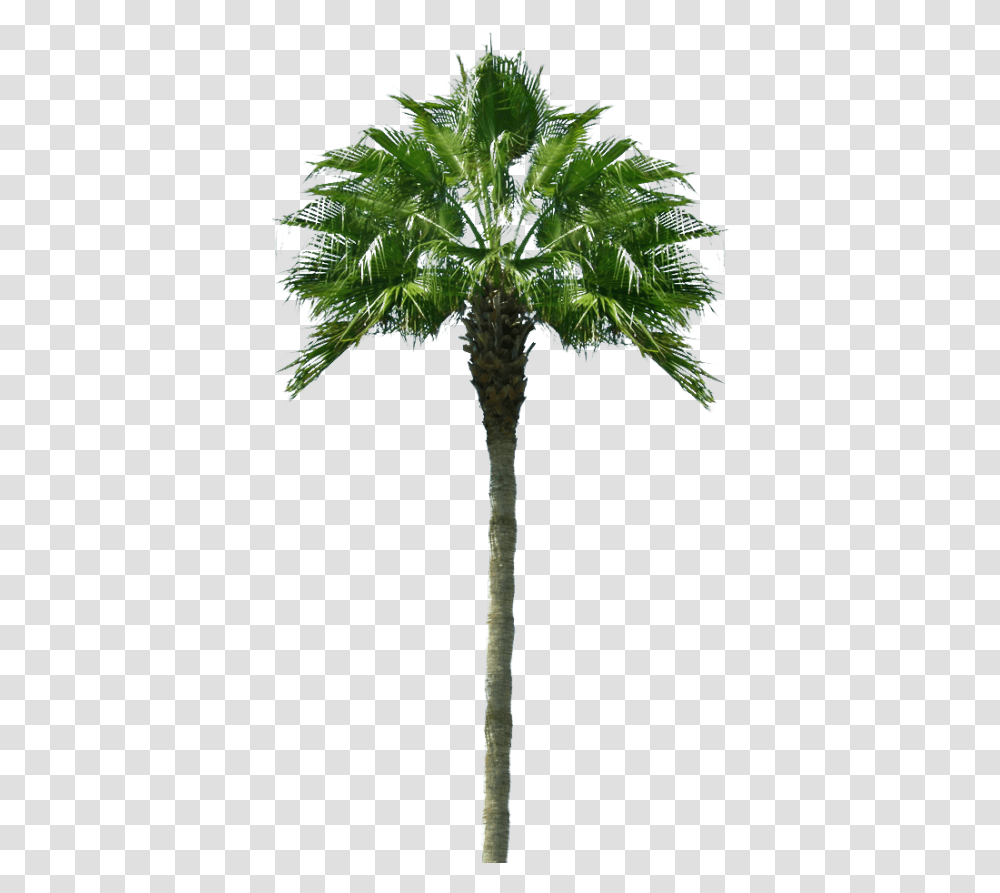 Palmeras 3d 1 Image Palm Tree, Plant, Arecaceae, Cross, Symbol Transparent Png