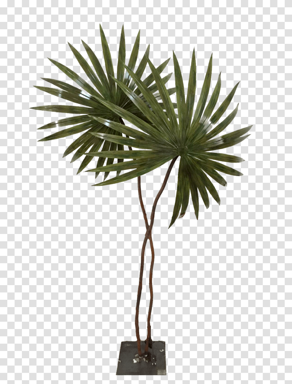 Palmeras Fernando Oriol, Tree, Plant, Conifer, Vegetation Transparent Png
