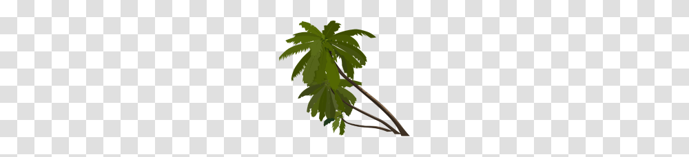 Palmeras Por Dvis Spreadshirt, Plant, Leaf, Tree, Flower Transparent Png