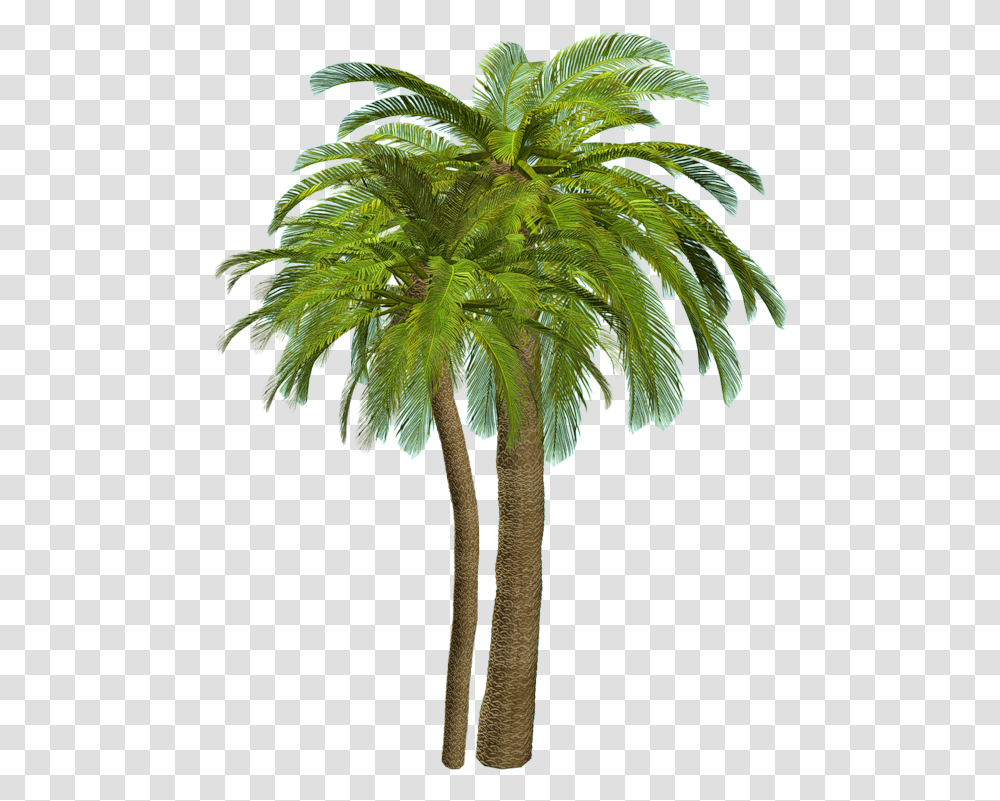 Palmeras Sin Fondo Tree File For Photoshop, Plant, Palm Tree, Arecaceae, Leaf Transparent Png