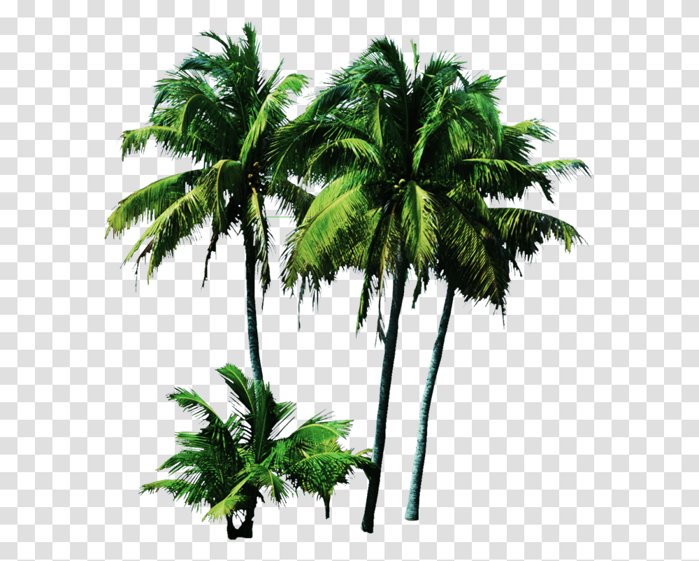 Palmeras Palm Trees Psd, Plant, Tropical, Summer, Leaf Transparent Png