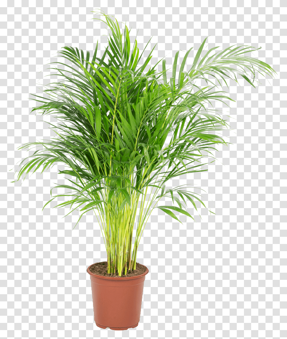 Palmier Areca Dypsis Lutescens Areca Palm Home Depot, Plant, Tree, Palm Tree, Arecaceae Transparent Png