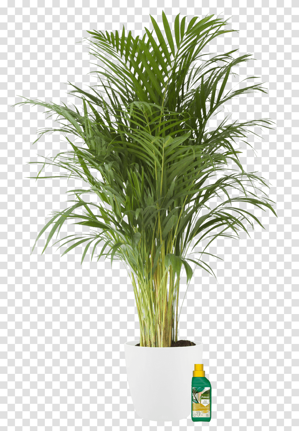 Palmier D Arec, Plant, Tree, Palm Tree, Arecaceae Transparent Png