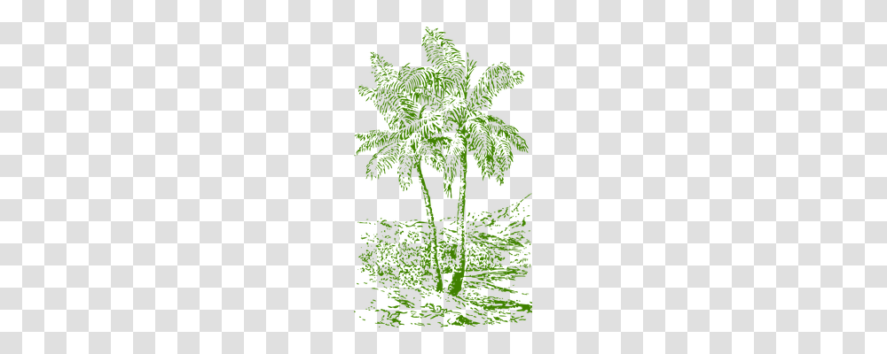 Palms Nature, Plant, Leaf, Vegetation Transparent Png