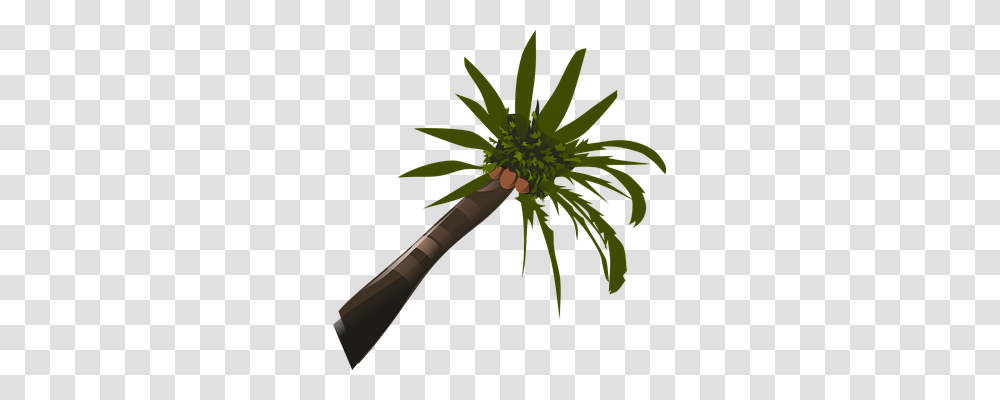 Palms Nature, Palm Tree, Plant, Arecaceae Transparent Png