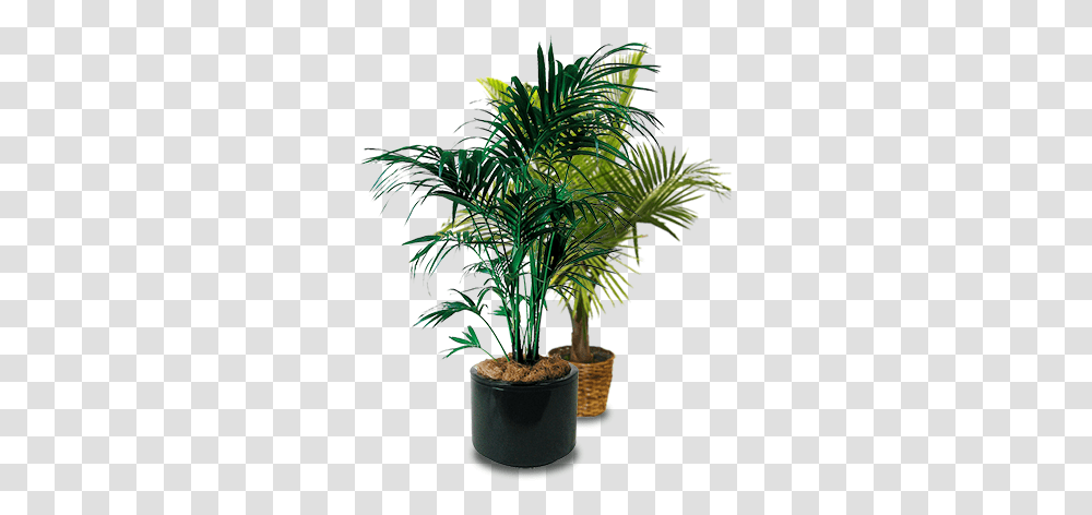 Palms Potted Palm Tree Original Indoor Plant, Arecaceae, Leaf, Green, Fern Transparent Png