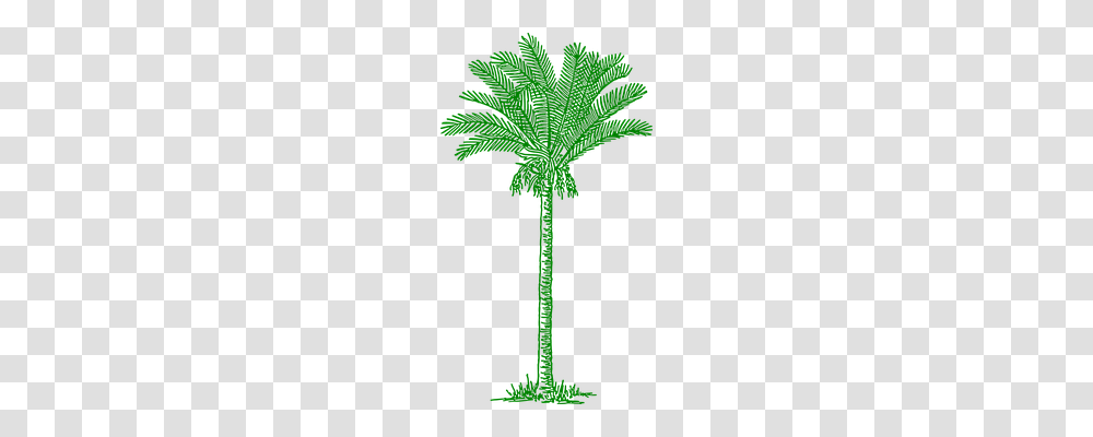 Palmtree Nature, Plant, Palm Tree, Arecaceae Transparent Png