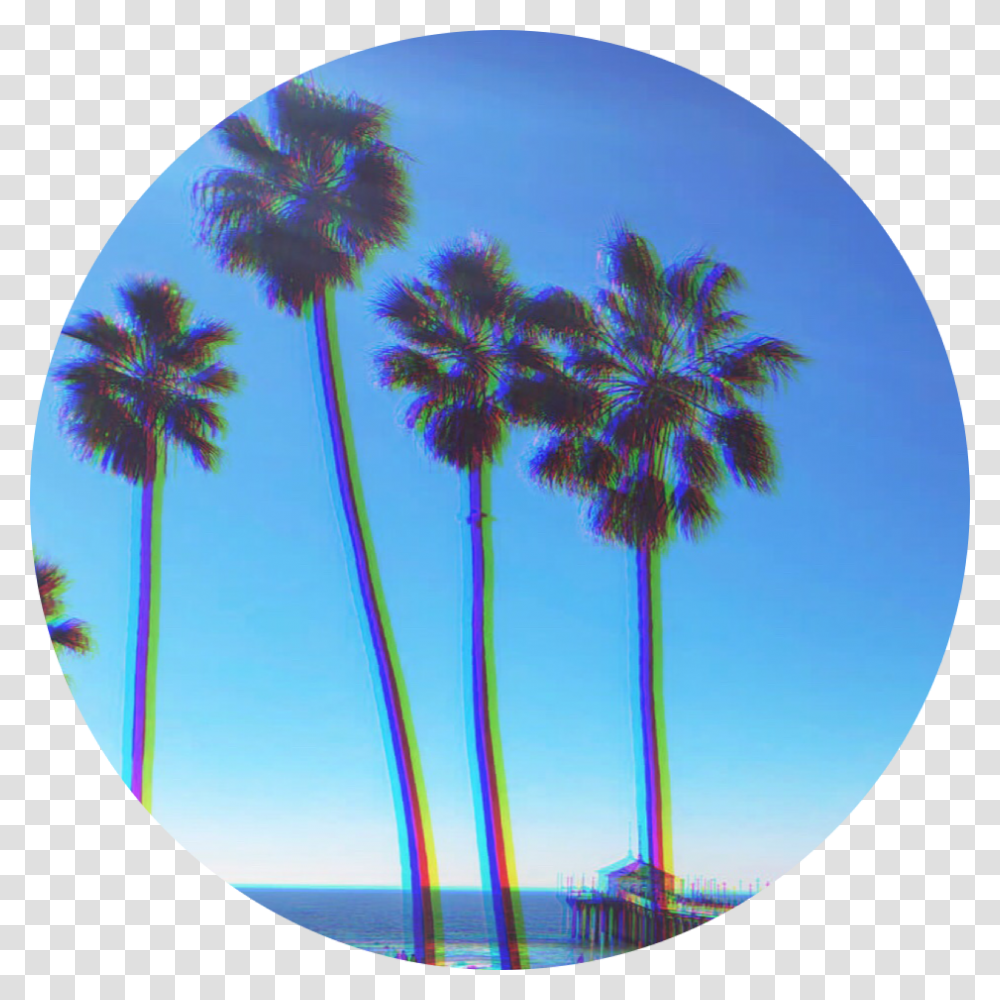 Palmtree Background Desert Palm, Fisheye, Sphere, Plant, Palm Tree Transparent Png