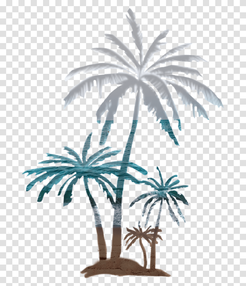 Palmtree Beach Beautiful Panorama Coconut Palm Attalea Speciosa, Plant, Palm Tree, Nature, Flower Transparent Png
