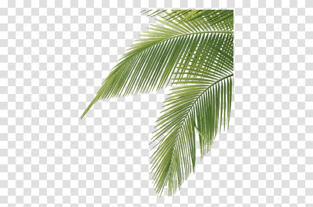 Palmtree Cute Aesthetic Leaves Tropical Palm Tree Leaves, Leaf, Plant, Green, Bird Transparent Png