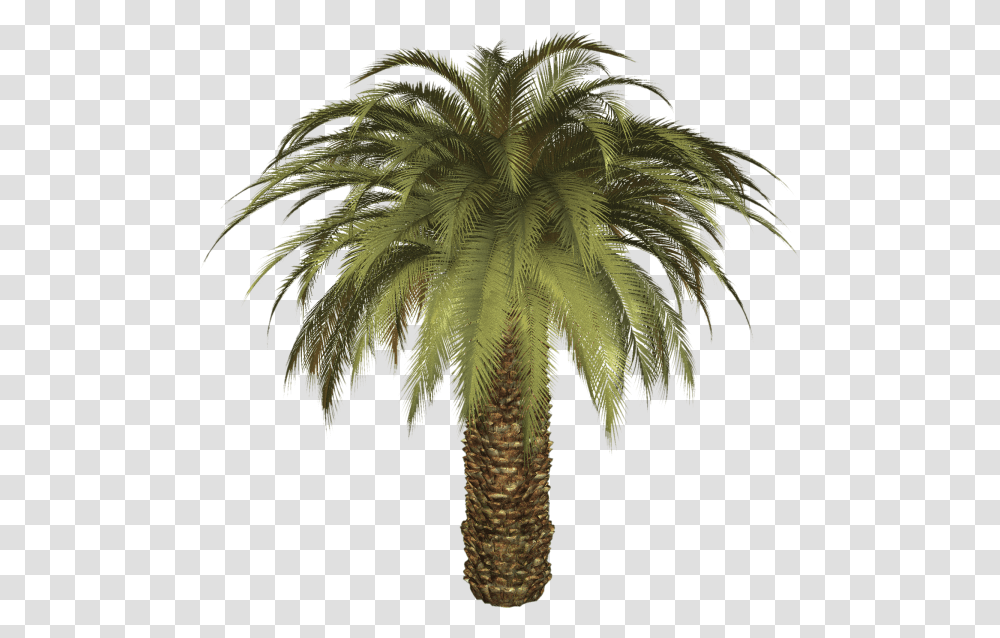 Palmtree Free Download Date Palm Background, Palm Tree, Plant, Arecaceae Transparent Png