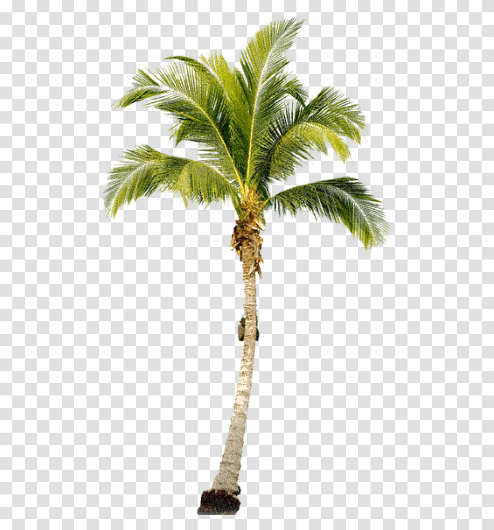 Palmtree Free Download Palm Tree, Plant, Arecaceae, Cross Transparent Png