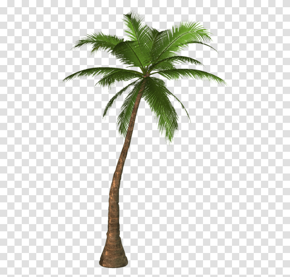 Palmtree Free Palm Tree, Plant, Arecaceae, Leaf Transparent Png