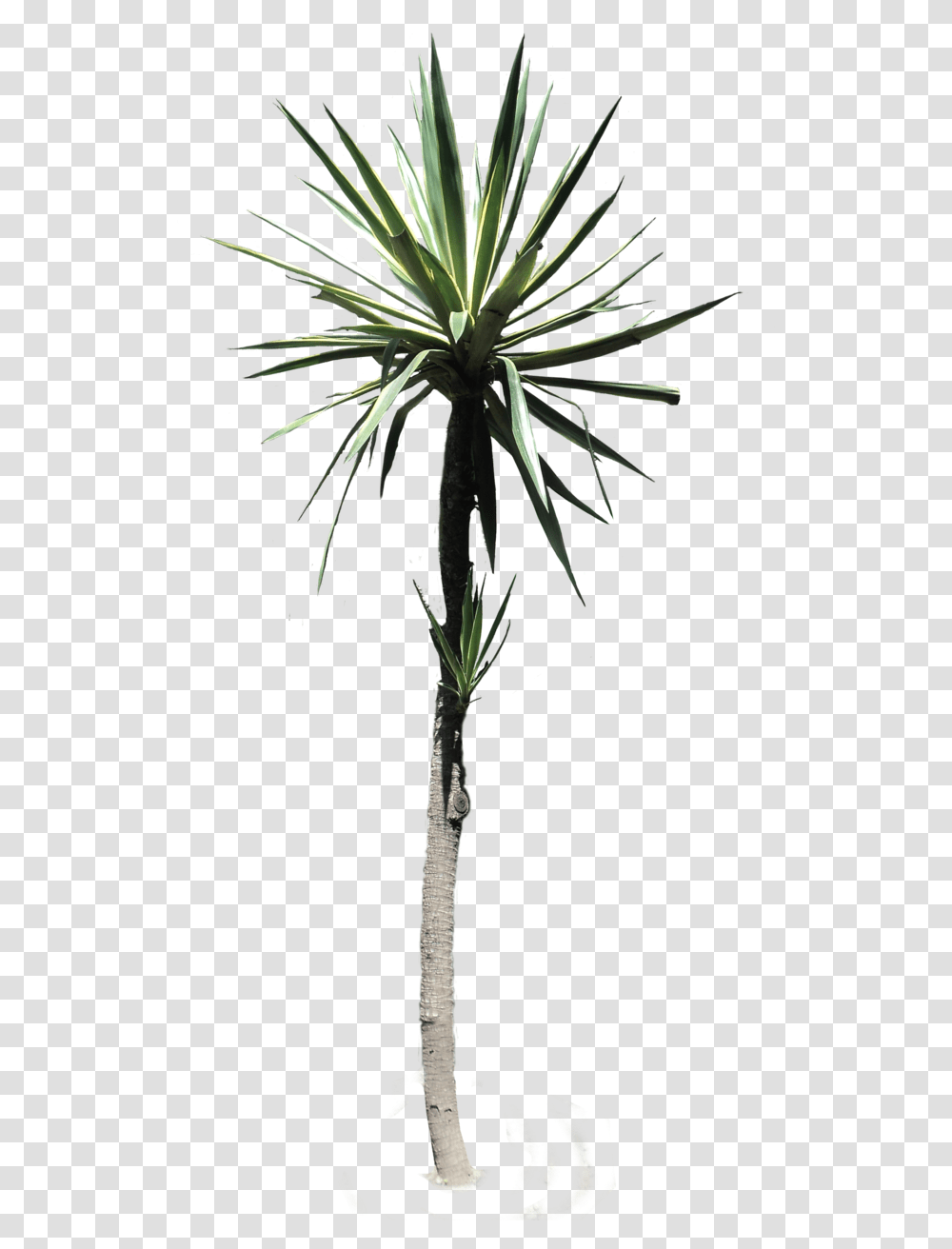 Palmtree Yucca Desertplant Tropical Plant Nature Desert Plant, Palm Tree, Arecaceae, Aloe, Flower Transparent Png