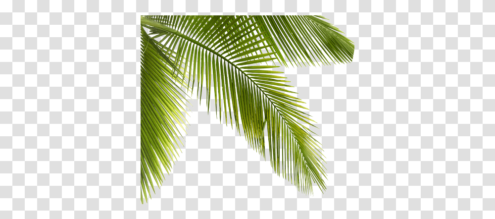 Palmtrees Palms Plants Trees Forest Plants, Leaf, Green, Fern, Palm Tree Transparent Png